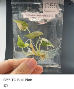 O55 TC Bull Pink for Yushi