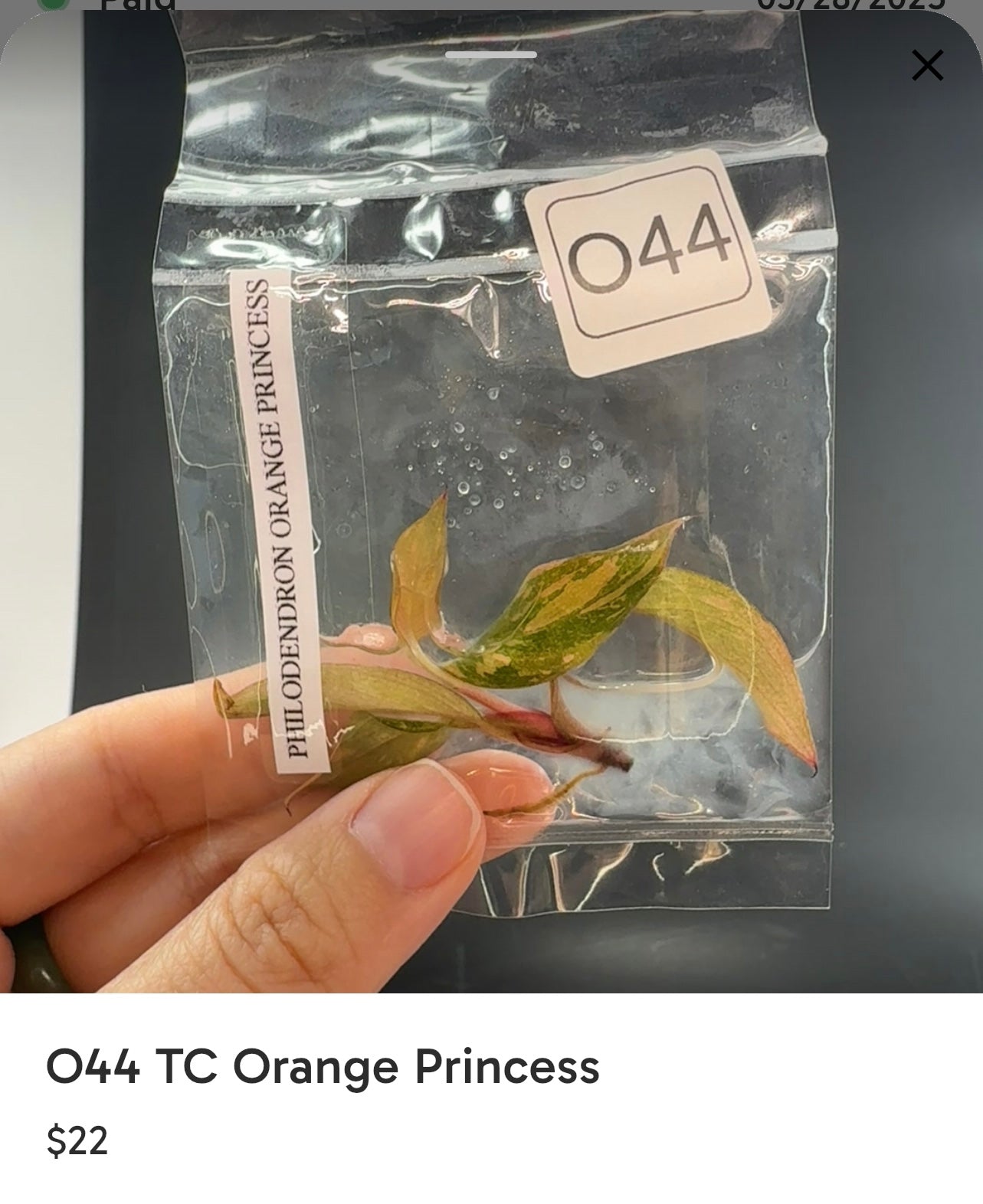 O44 TC Orange Princess for Yushi