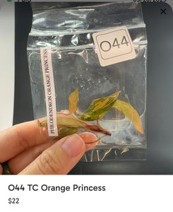 O44 TC Orange Princess for Yushi
