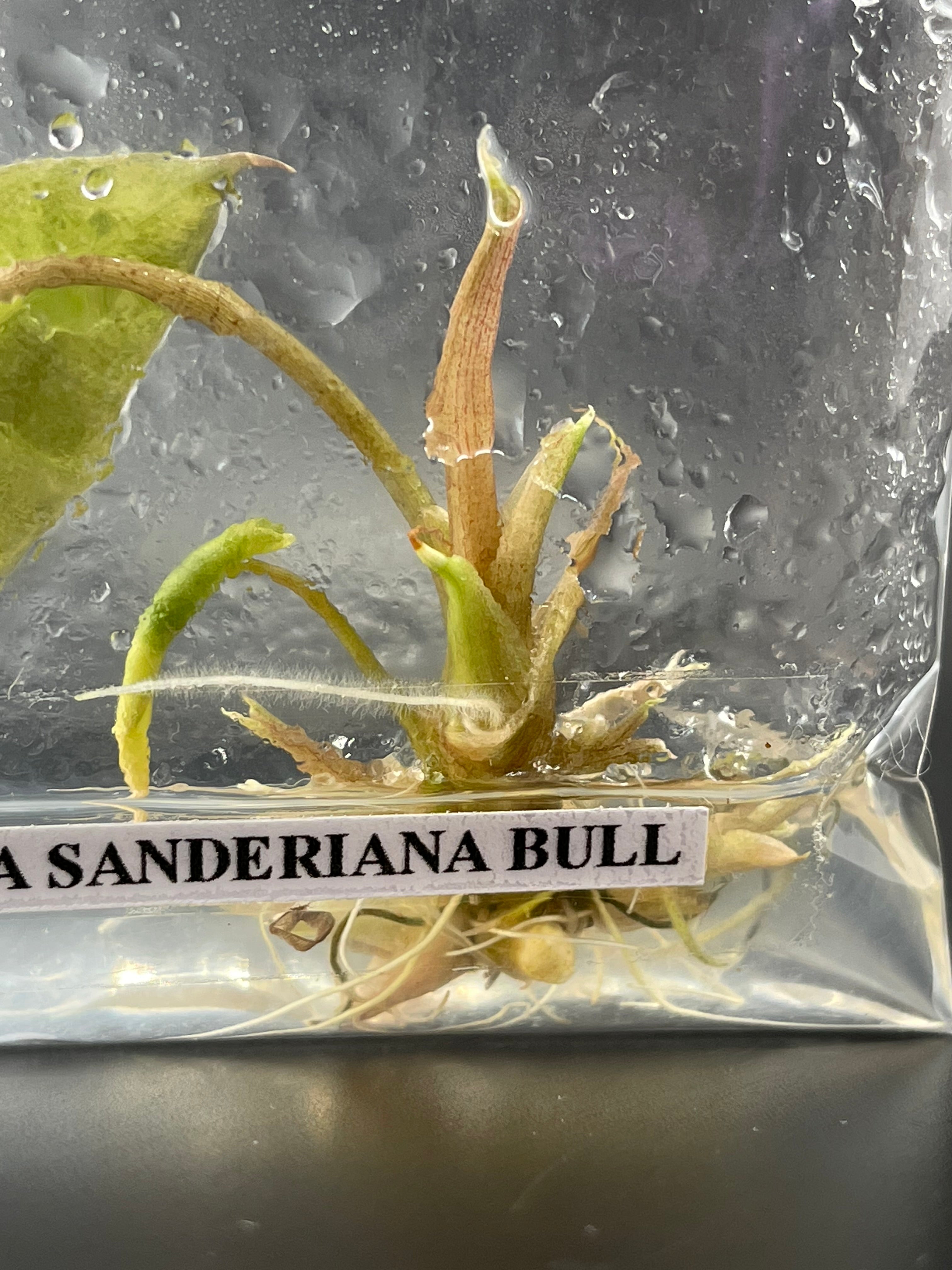 TC Sanderiana Bull Aurea