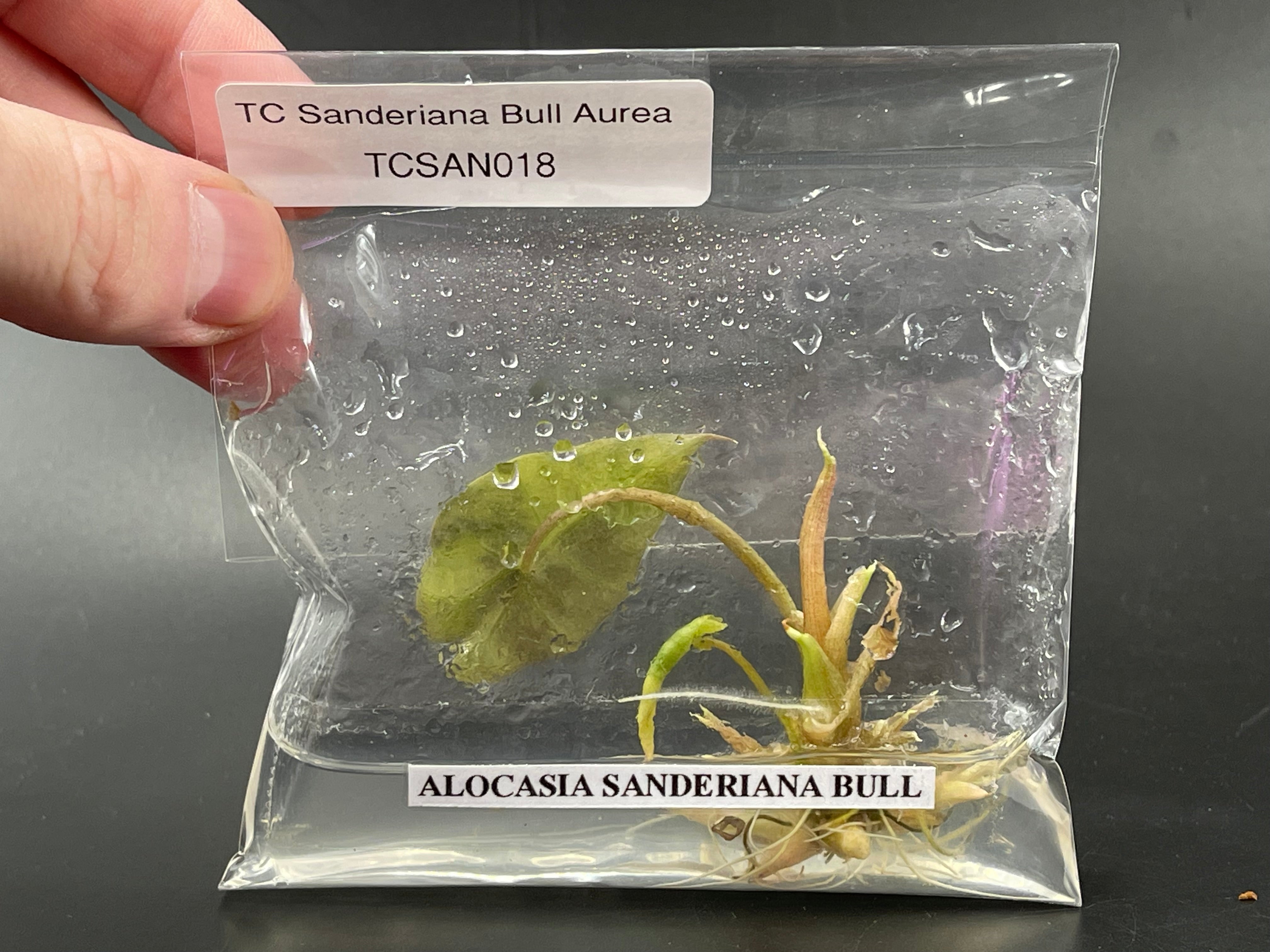 TC Sanderiana Bull Aurea