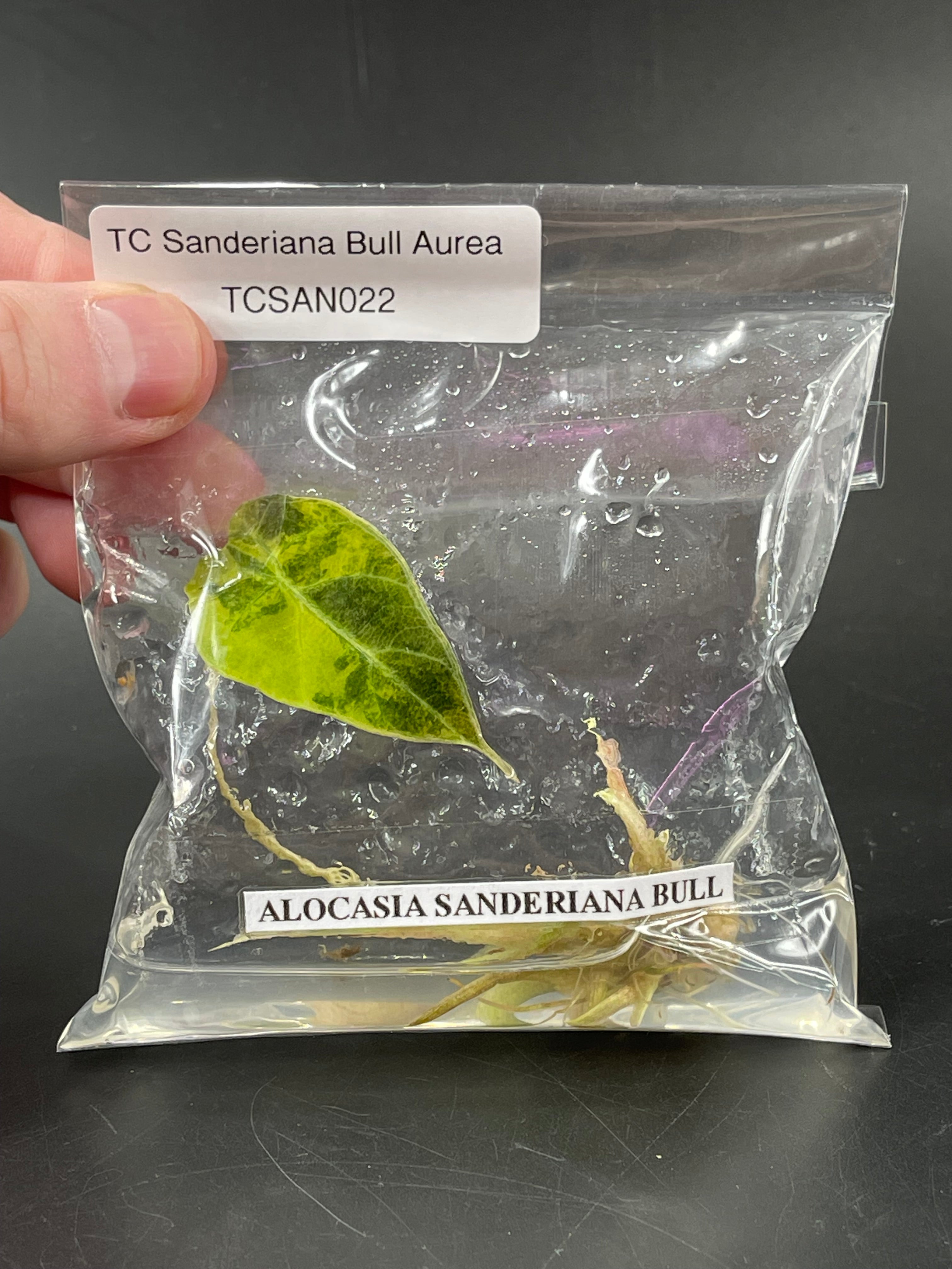 TC Sanderiana Bull Aurea