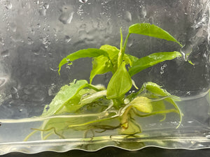 TC Variegated Nangaritense