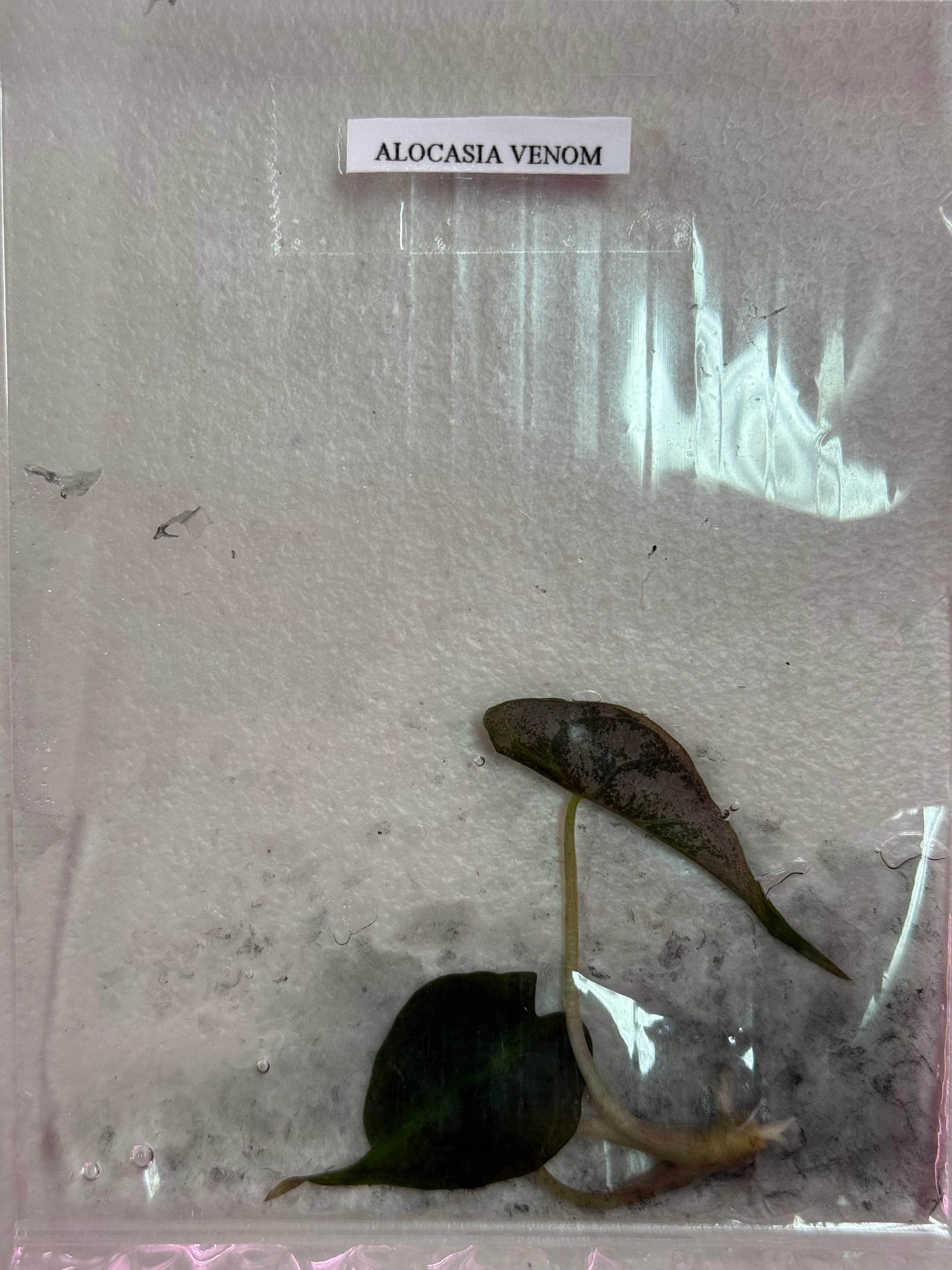 BOGO TC Venom [Grower's Choice]