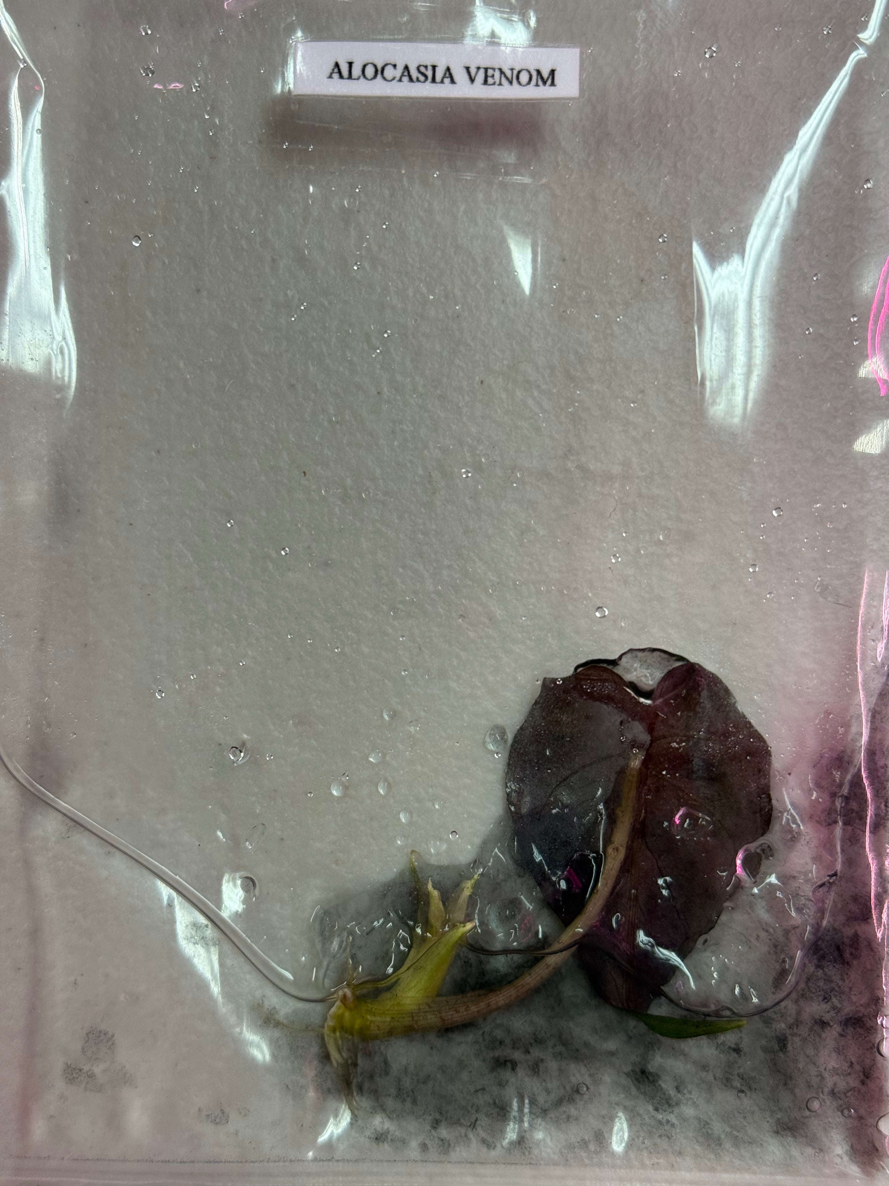 BOGO TC Venom [Grower's Choice]