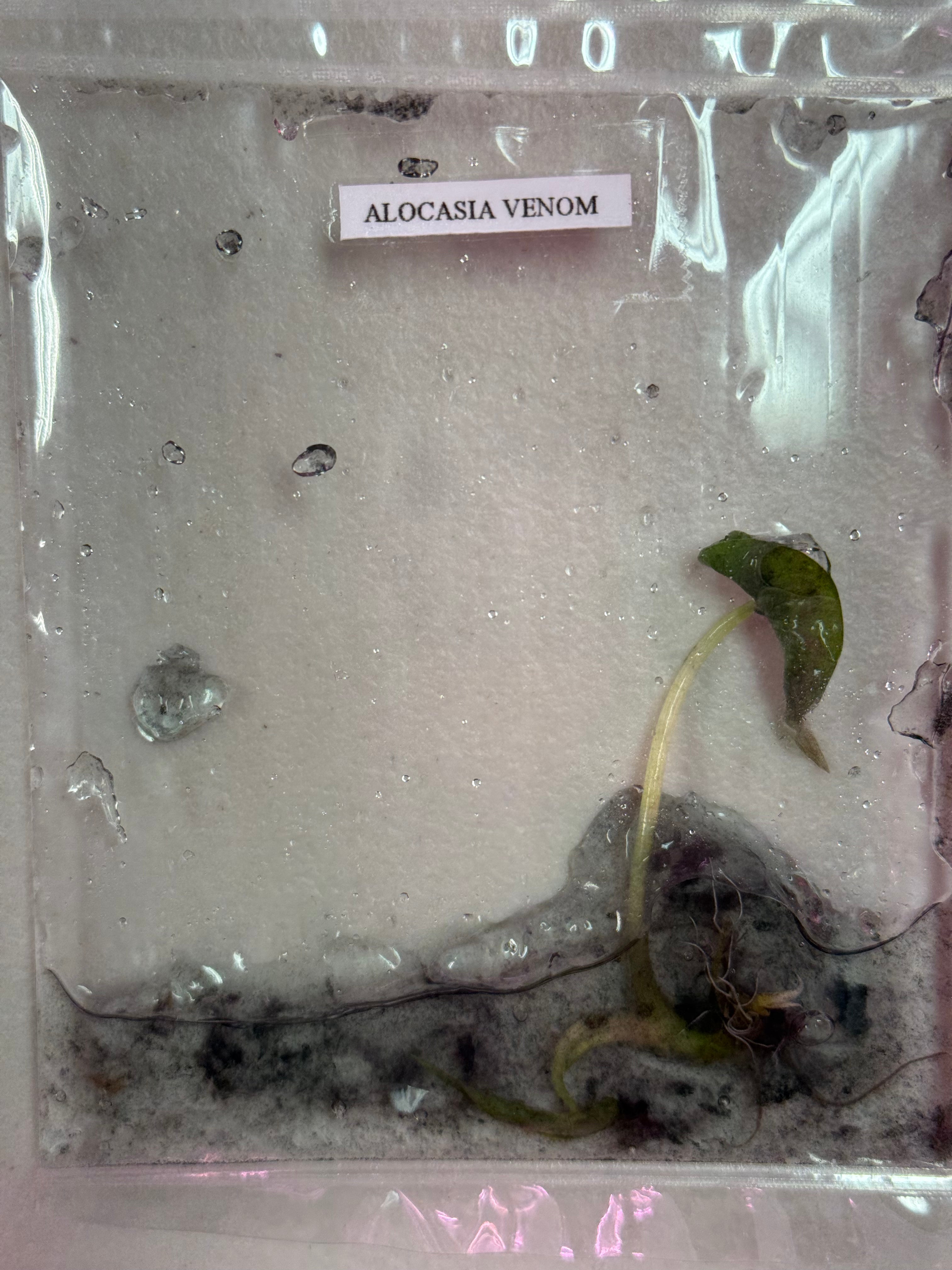 BOGO TC Venom [Grower's Choice]