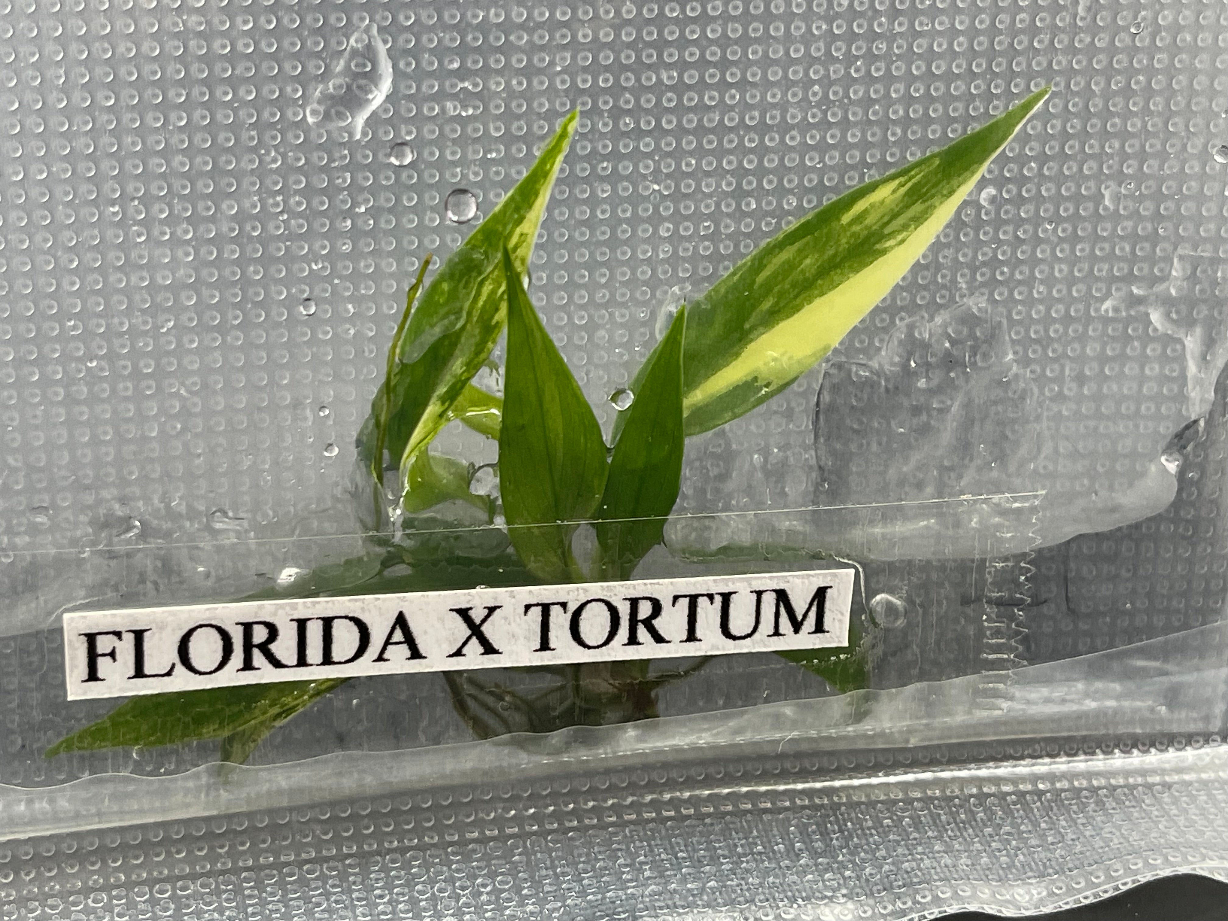 TC Florida Beauty x Tortum