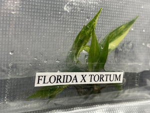 TC Florida Beauty x Tortum