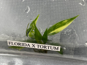 TC Florida Beauty x Tortum