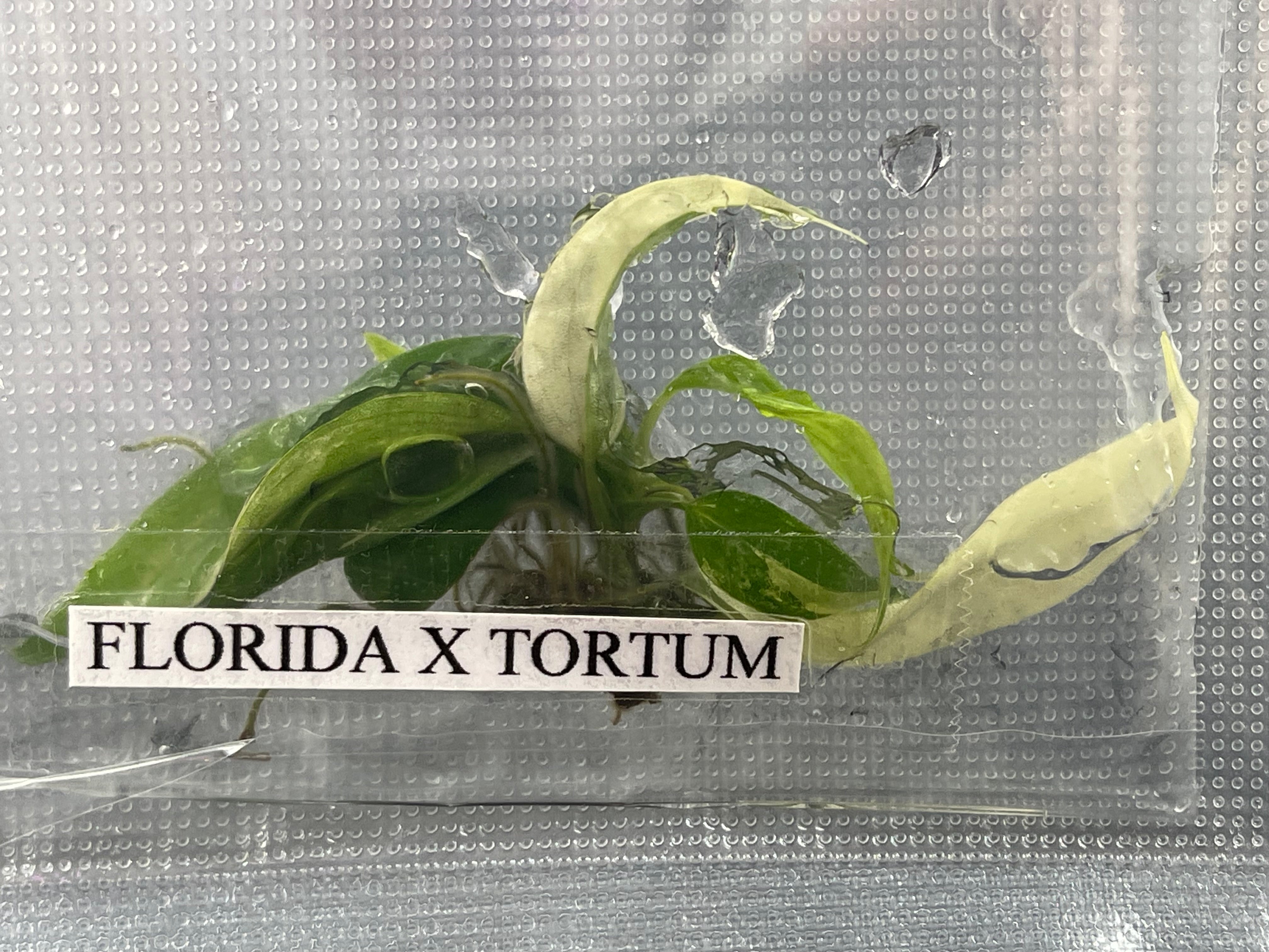 TC Florida Beauty x Tortum