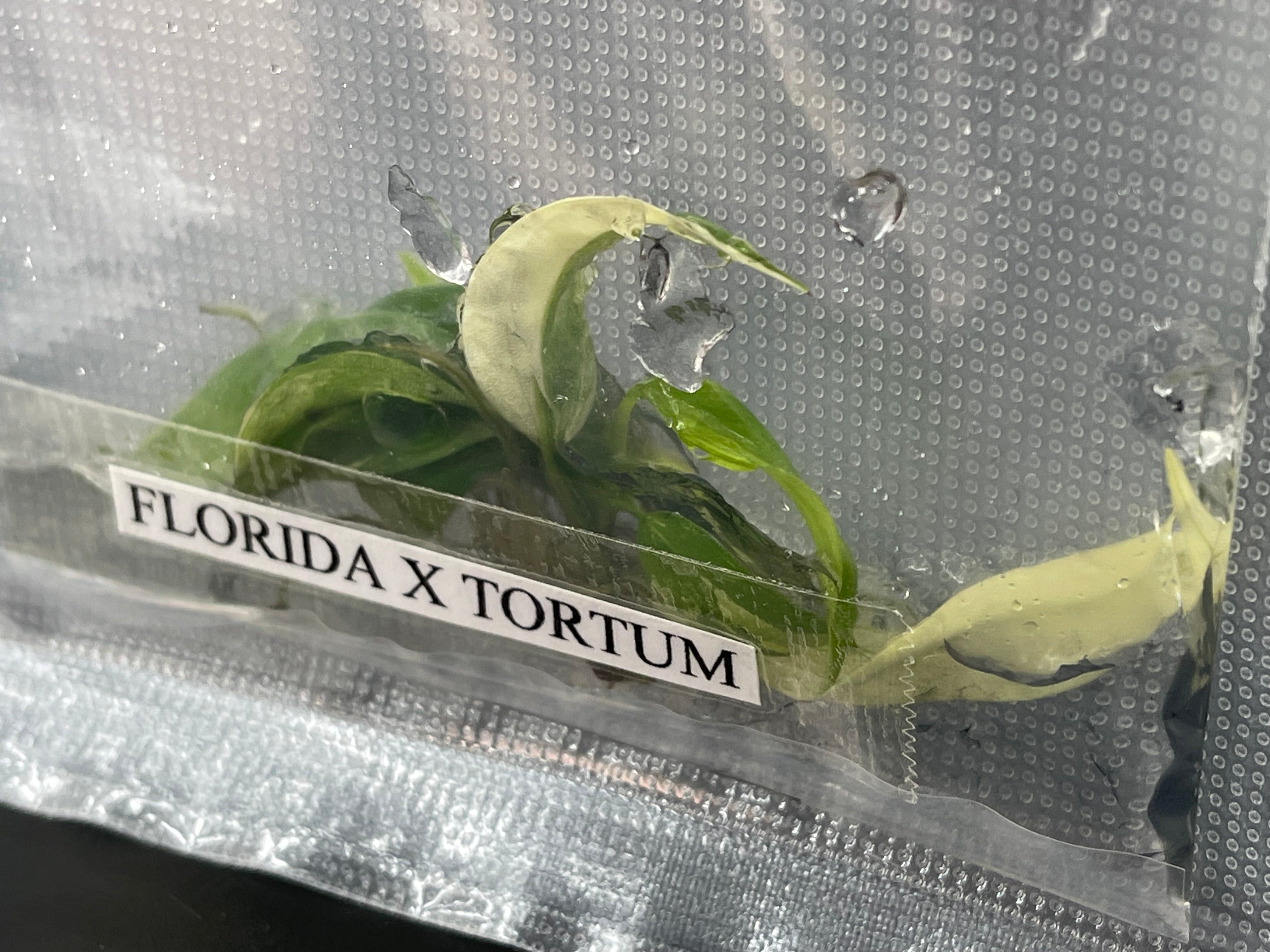 TC Florida Beauty x Tortum