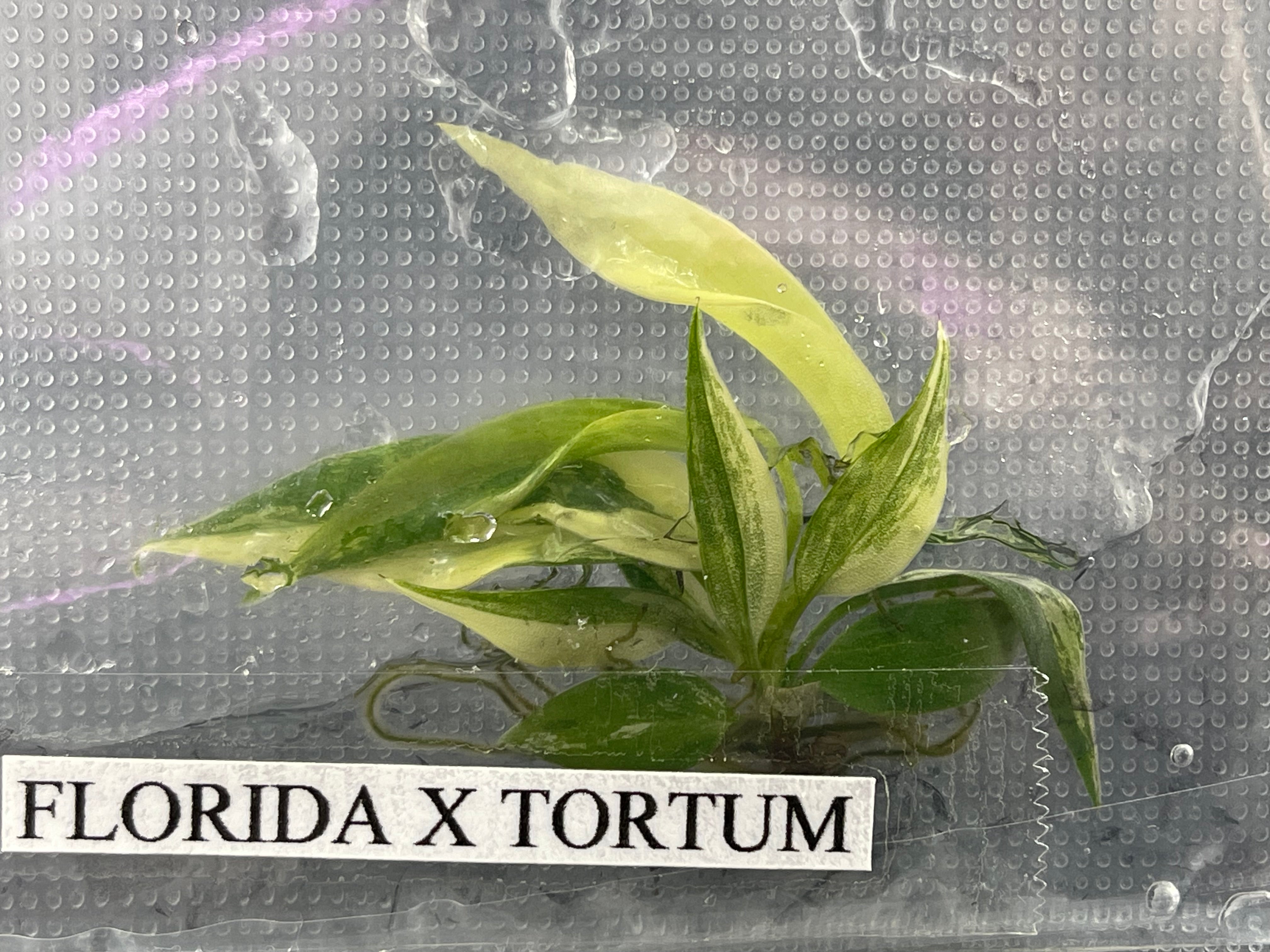 TC Florida Beauty x Tortum