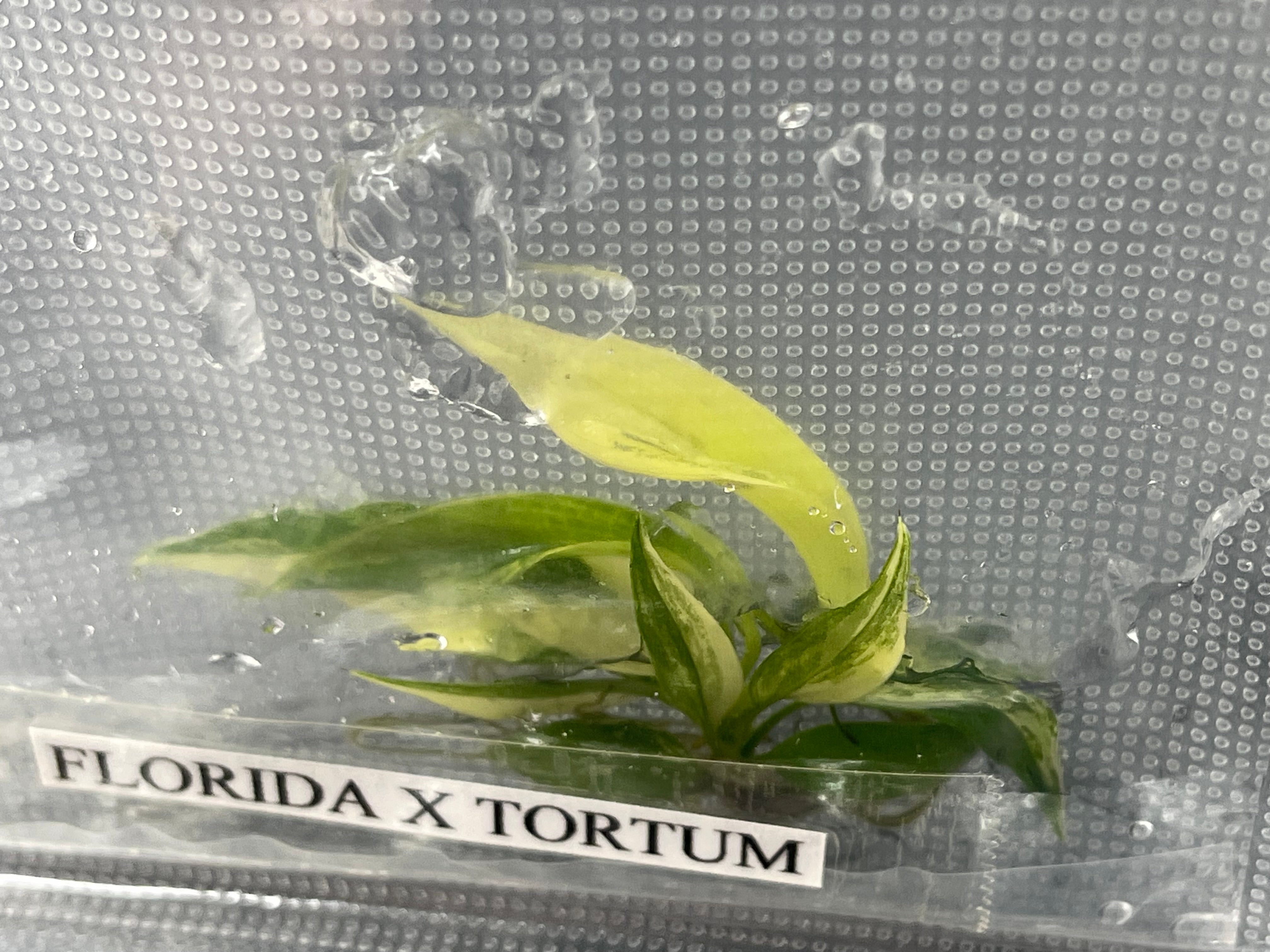 TC Florida Beauty x Tortum