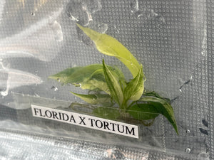 TC Florida Beauty x Tortum