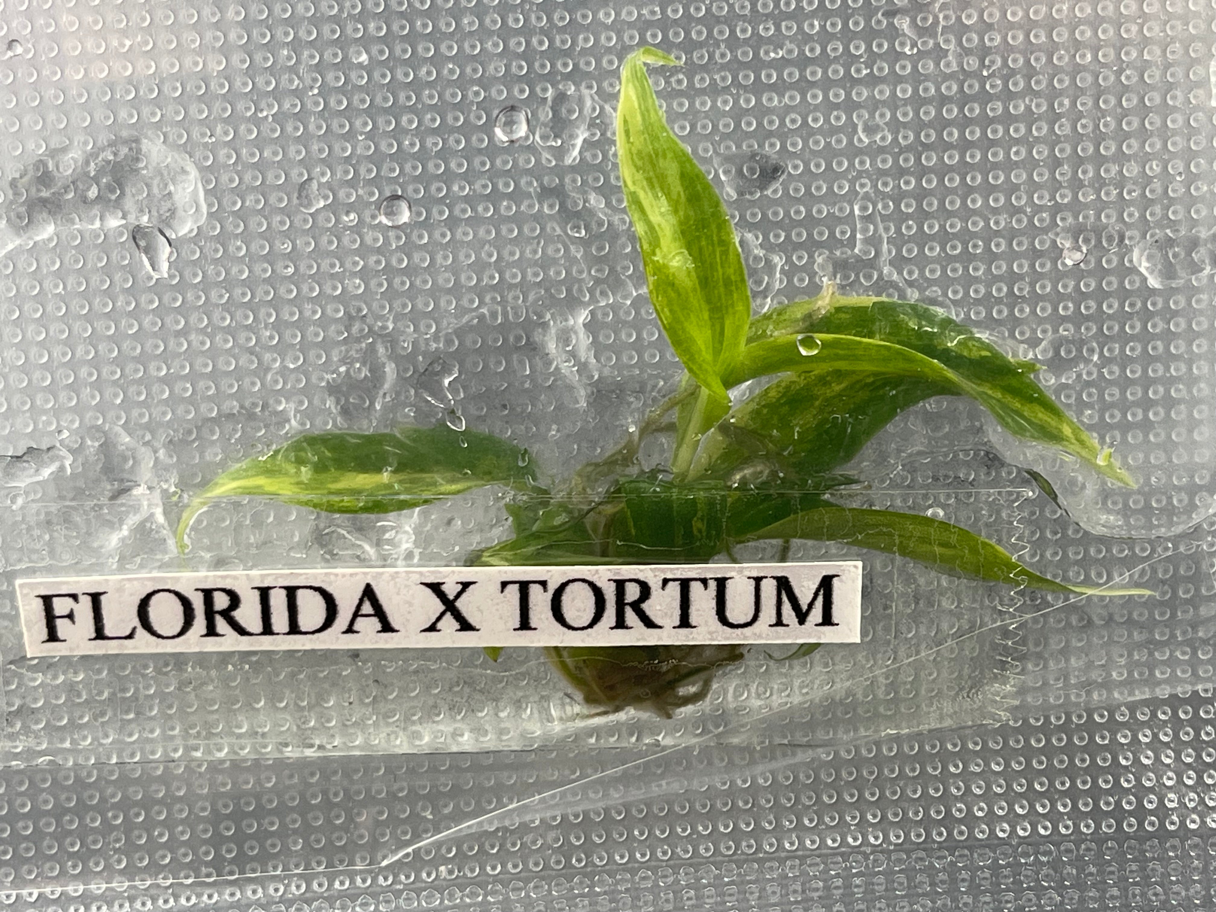 TC Florida Beauty x Tortum