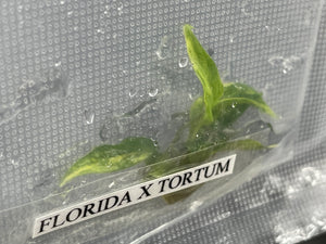 TC Florida Beauty x Tortum