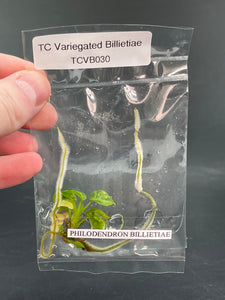 TC Variegated Billietiae