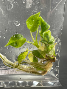 TC Variegated Billietiae