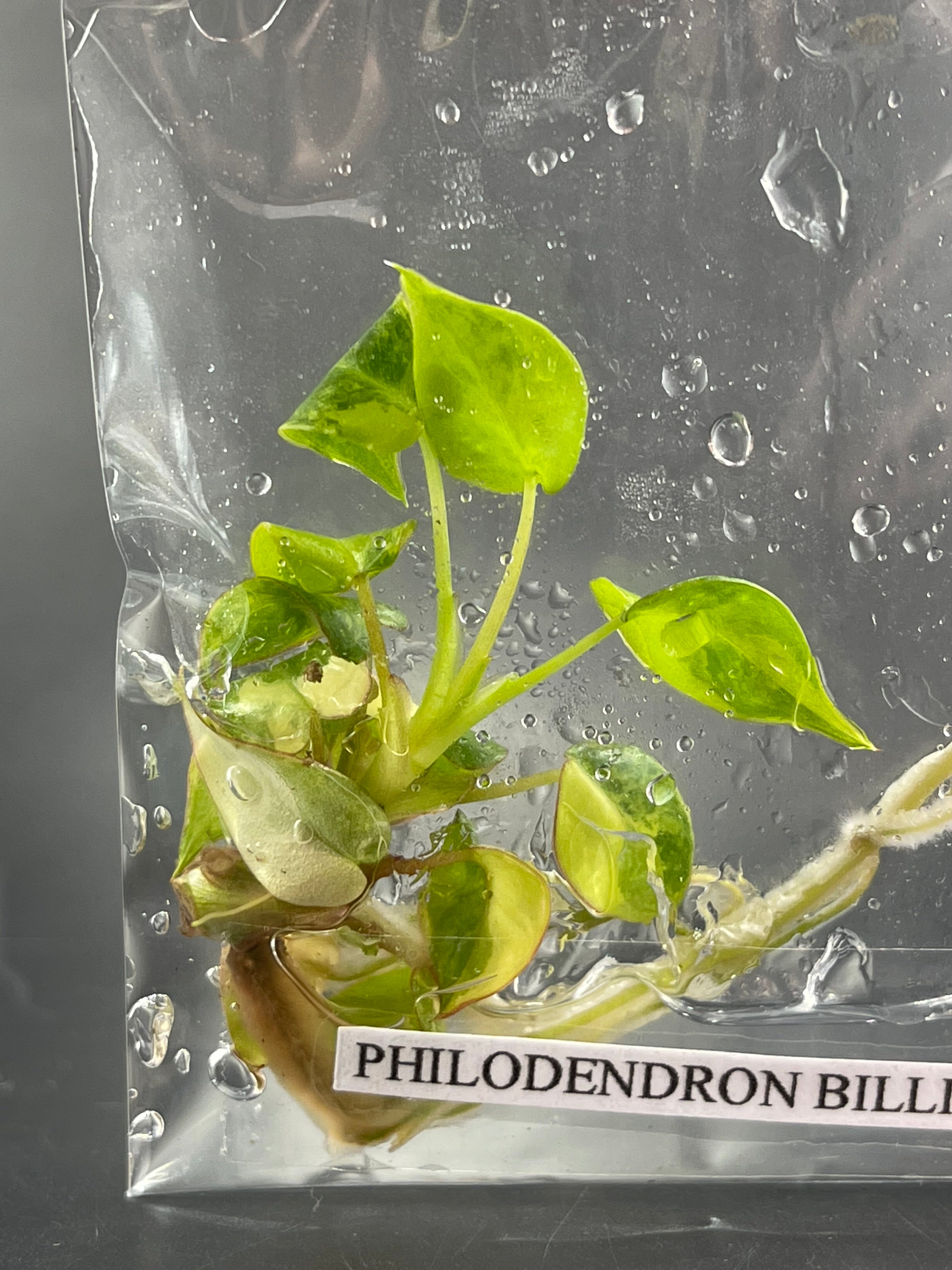 TC Variegated Billietiae