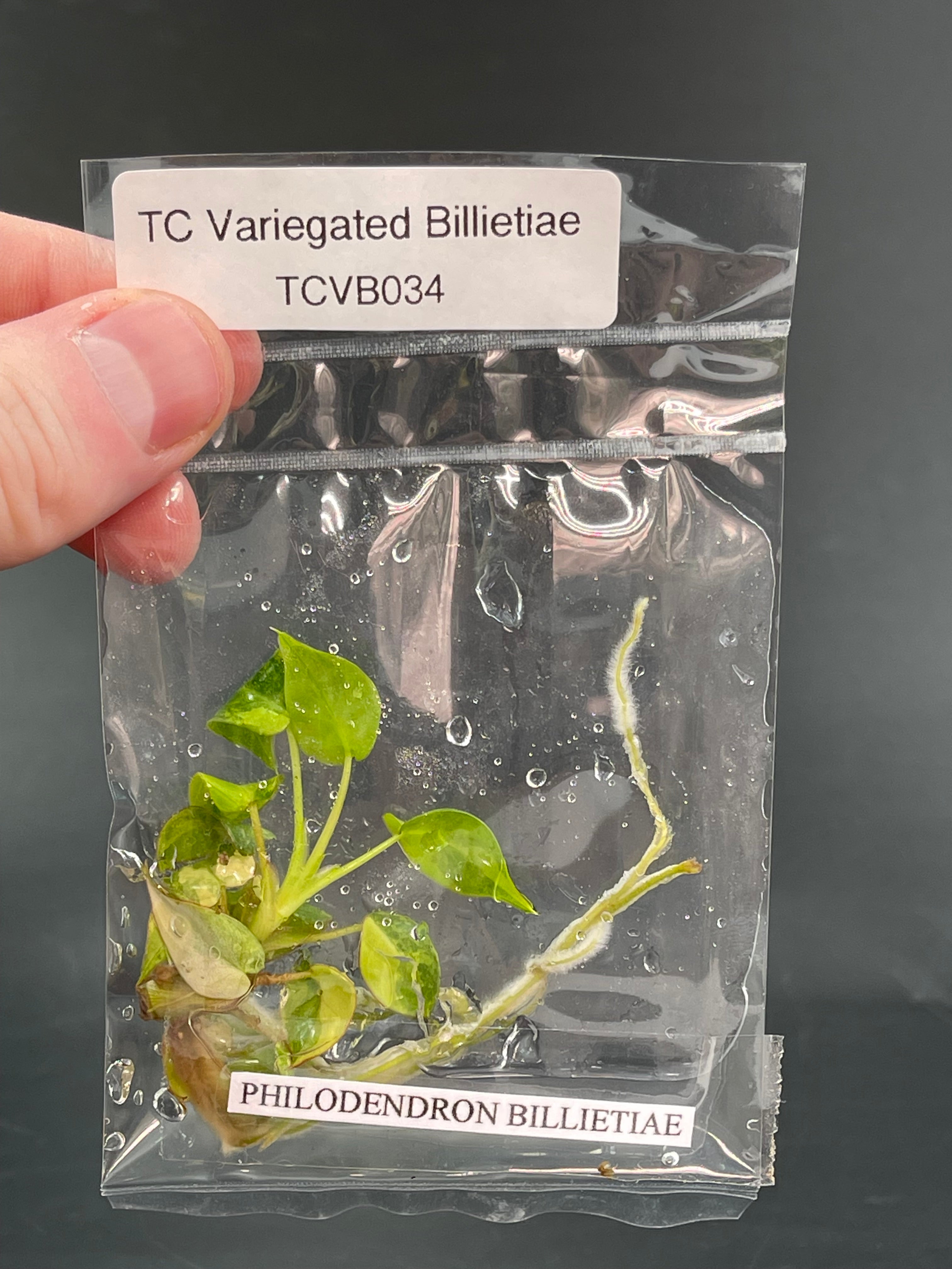 TC Variegated Billietiae