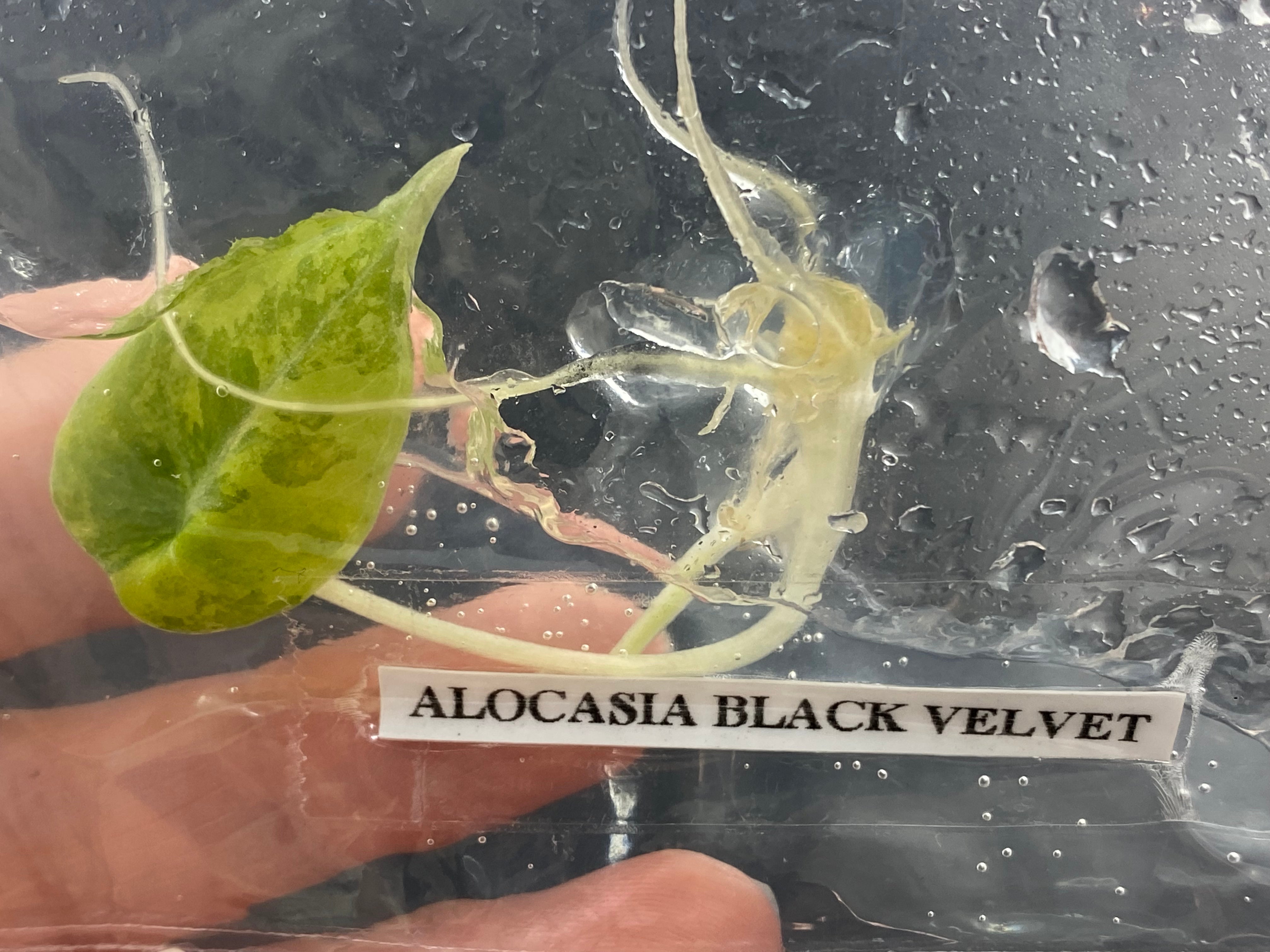 TC Black Velvet Gold [Grower's Choice]