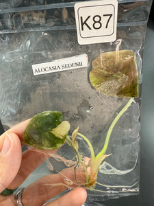 K87 TC Aurea Sedenii for Amy