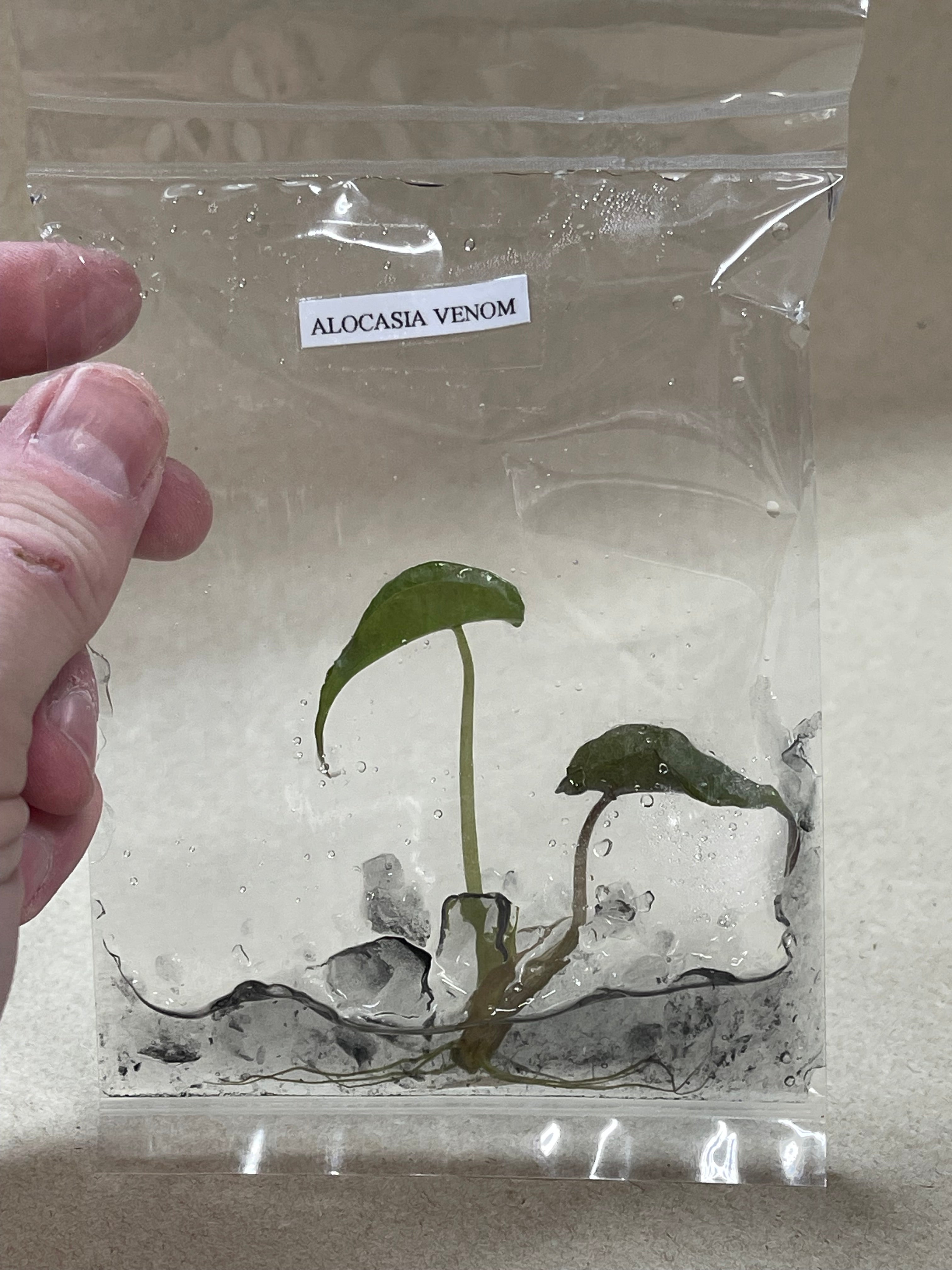 BOGO TC Venom [Grower's Choice]