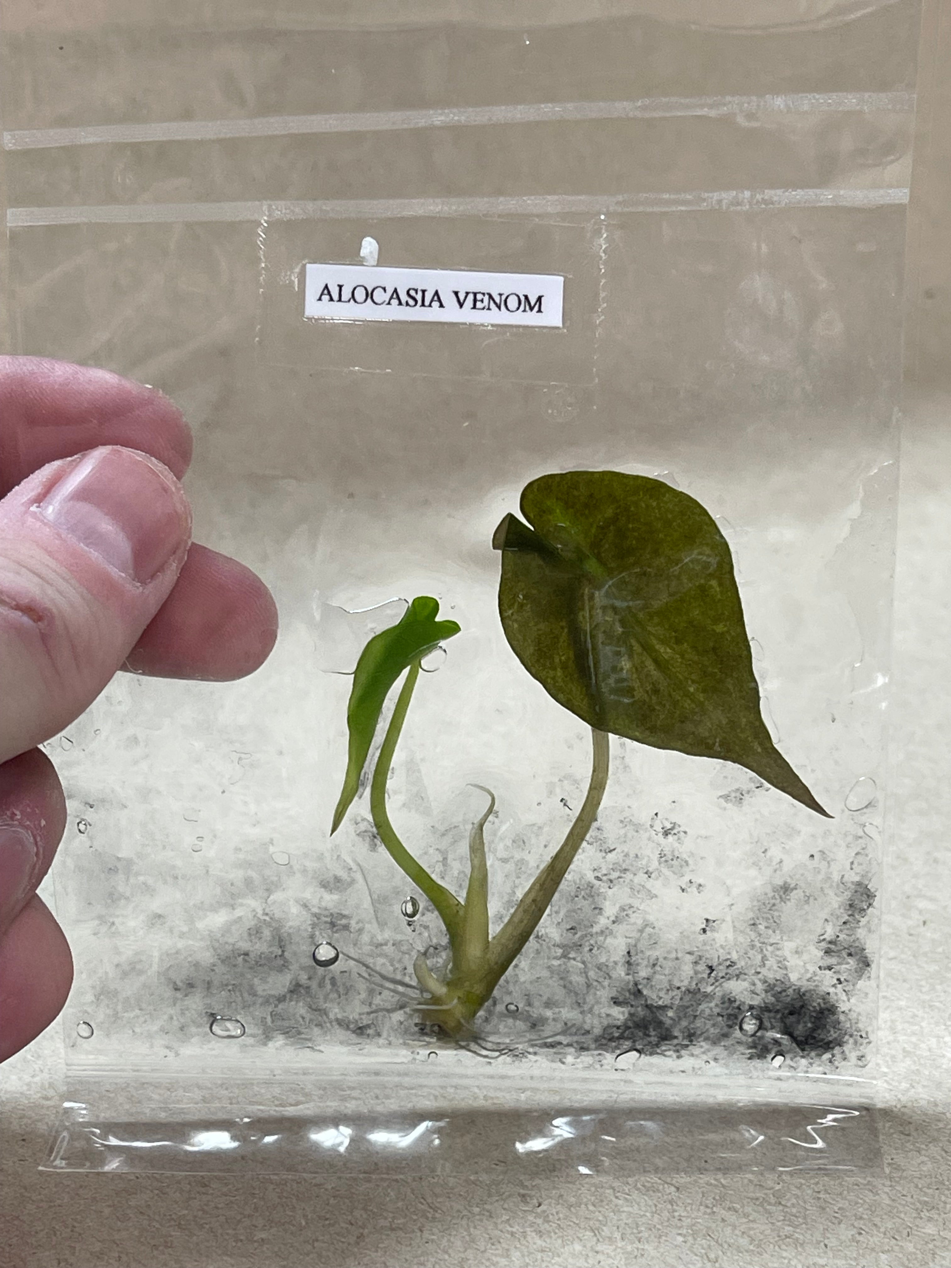 BOGO TC Venom [Grower's Choice]