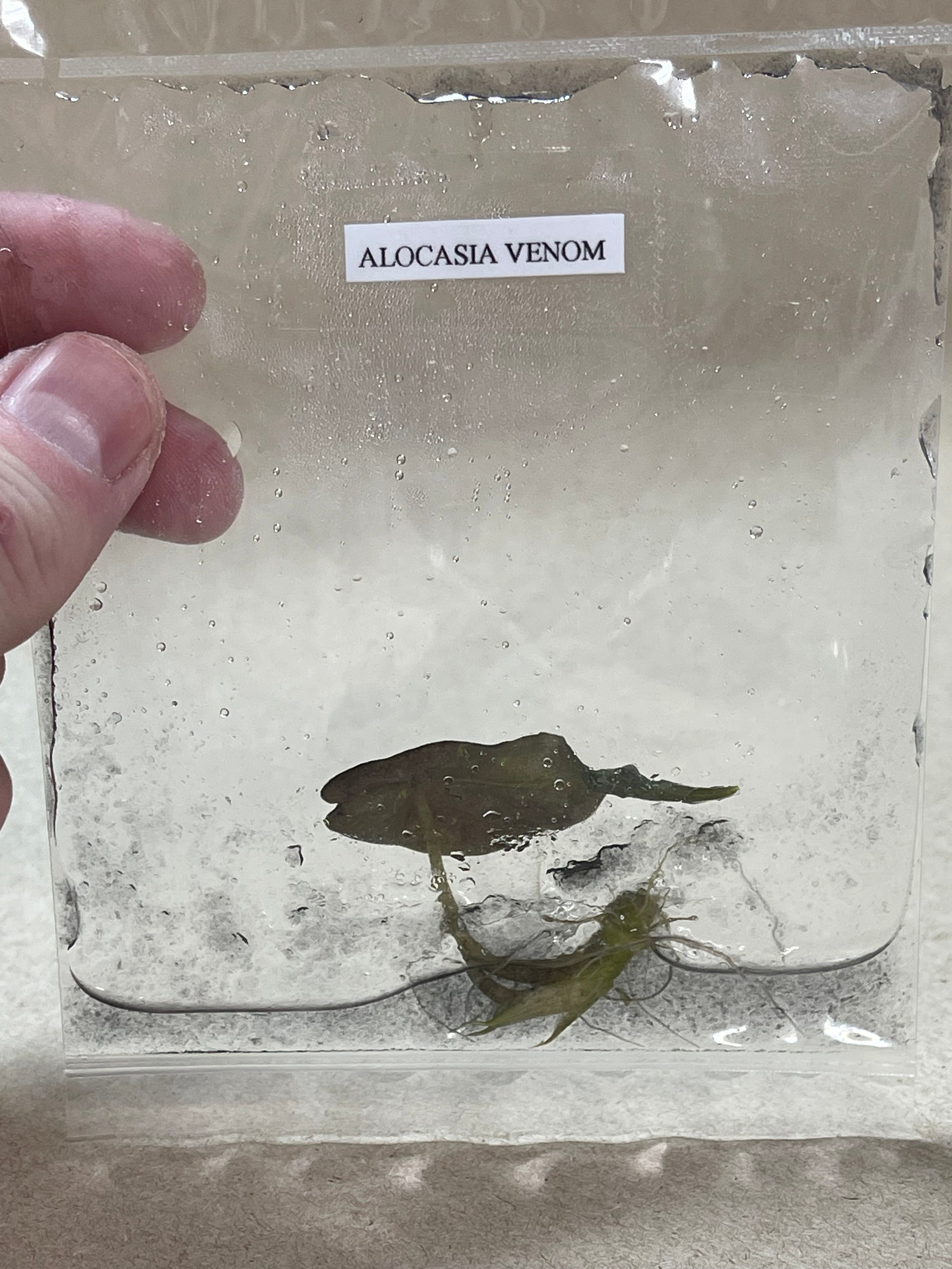 BOGO TC Venom [Grower's Choice]