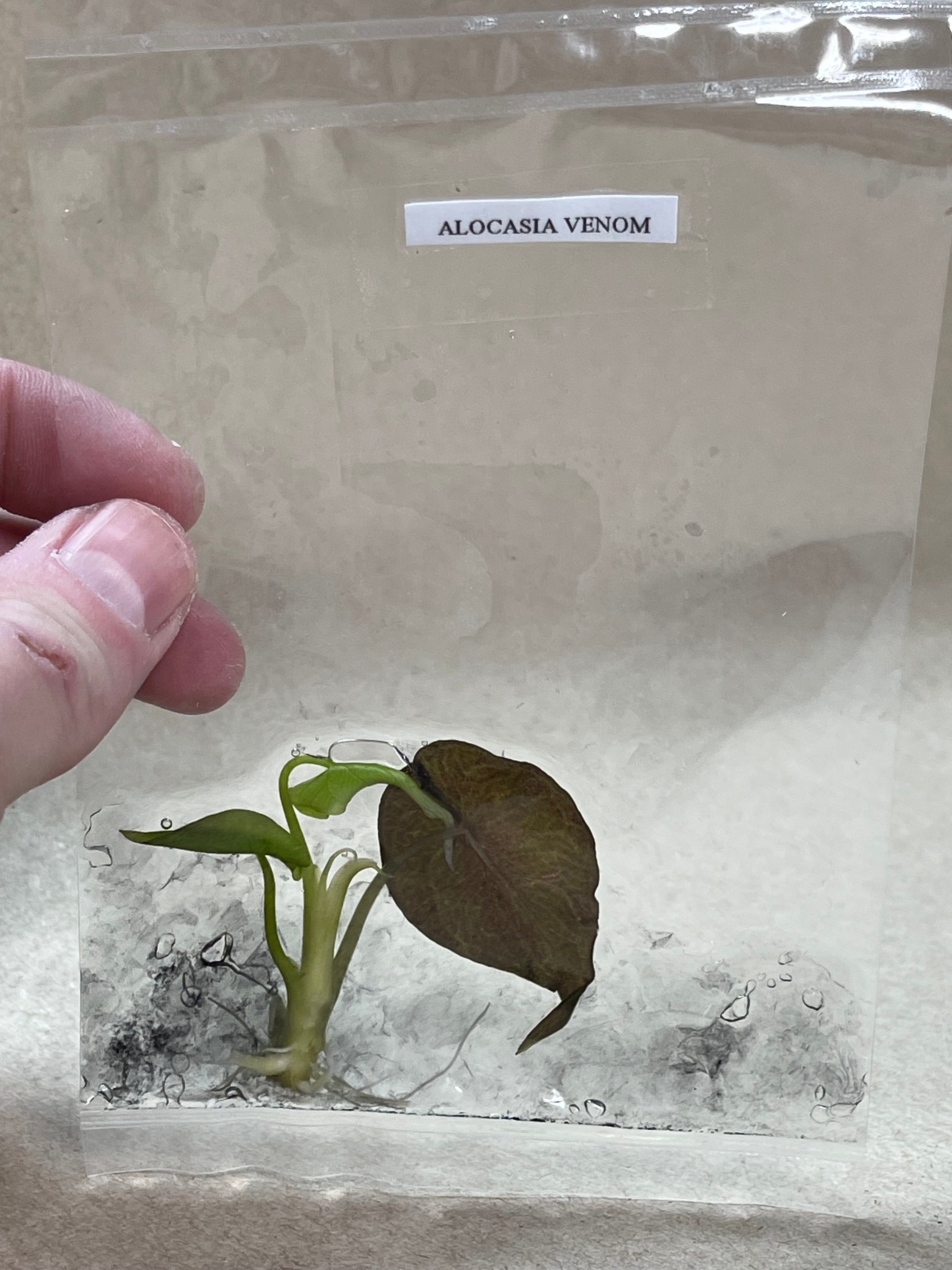 BOGO TC Venom [Grower's Choice]