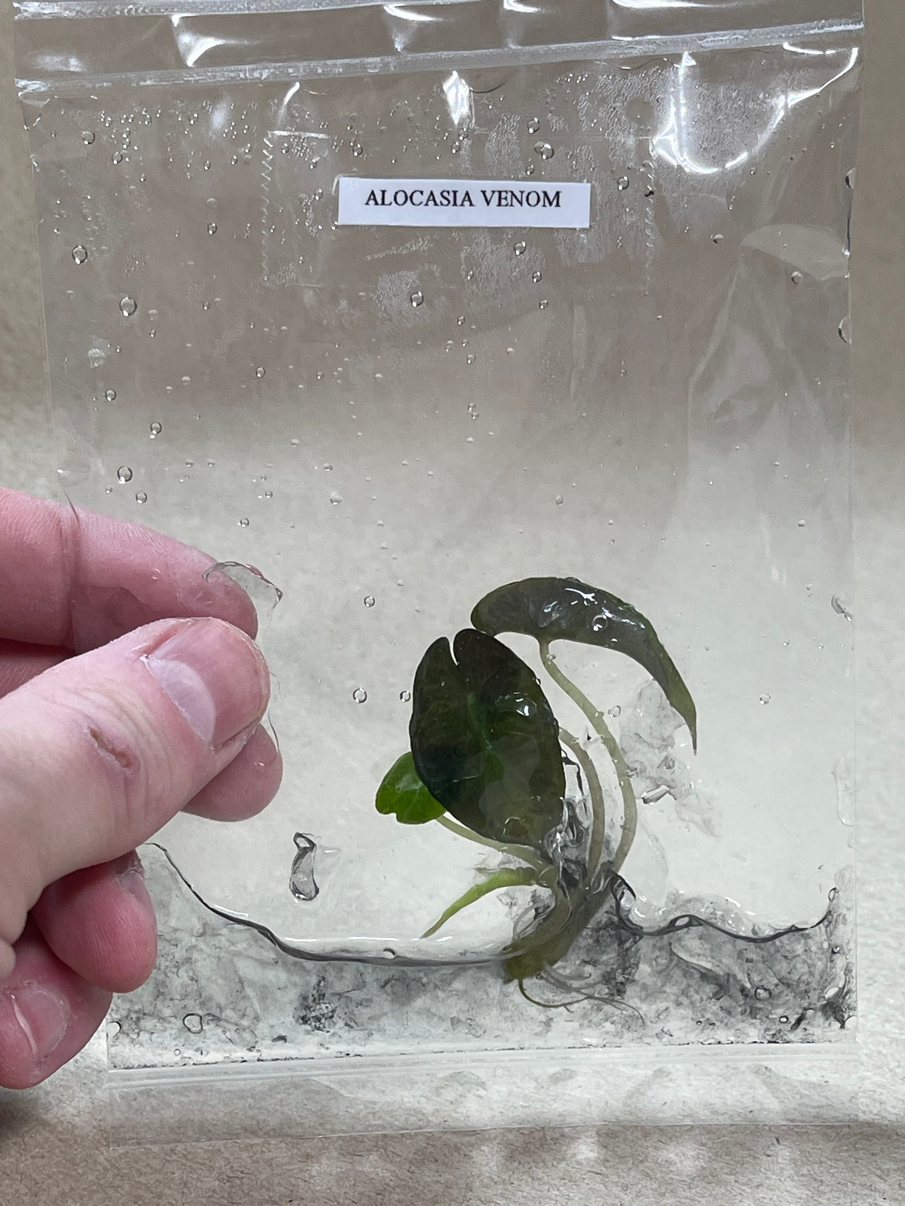 BOGO TC Venom [Grower's Choice]