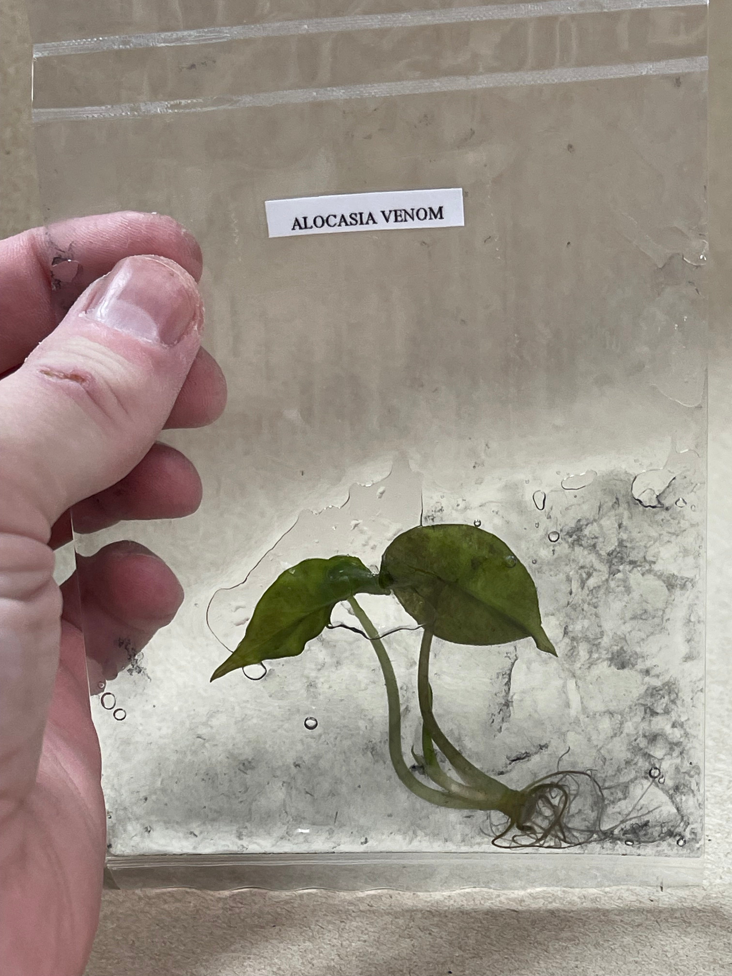 BOGO TC Venom [Grower's Choice]