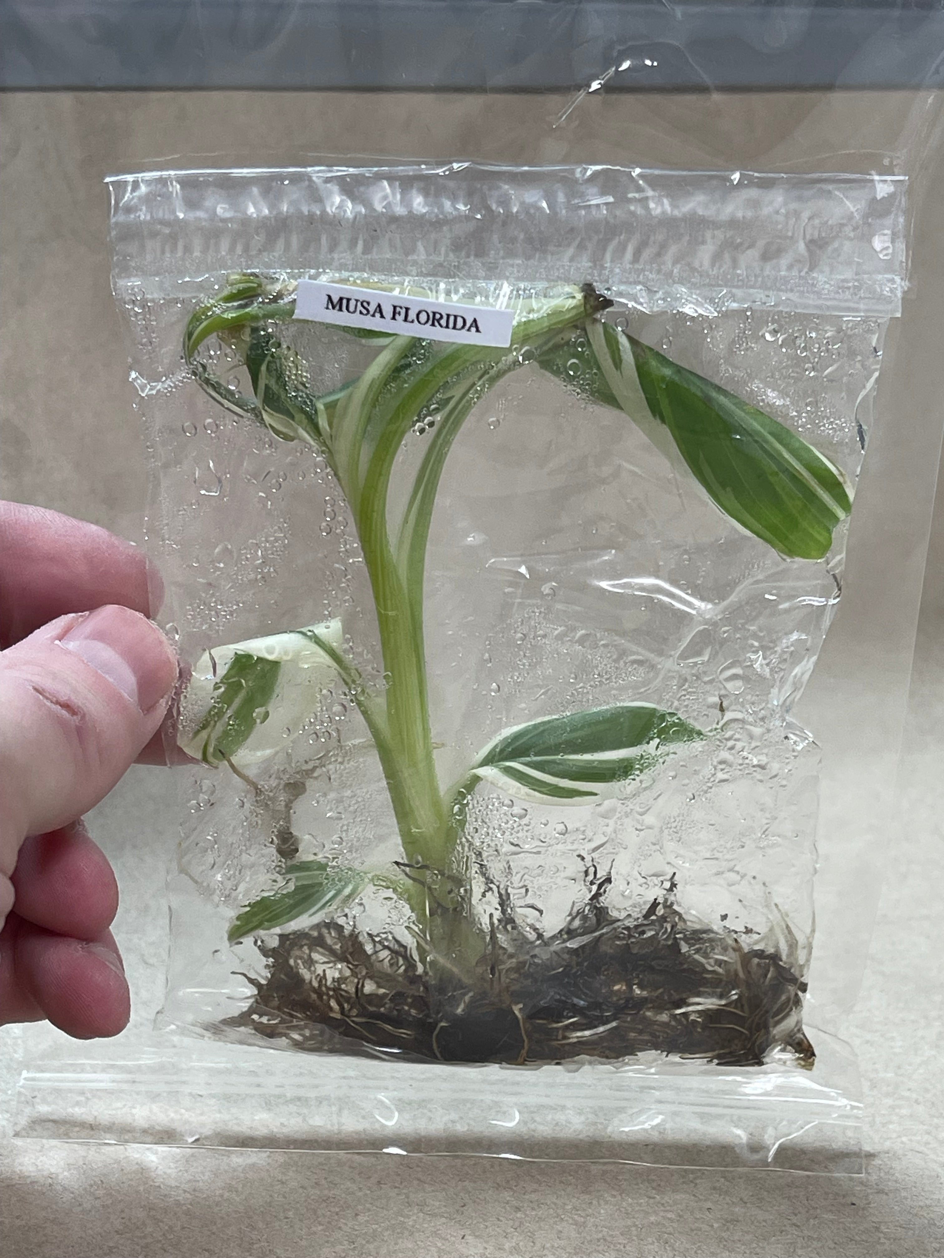 TC Musa Florida [Grower's Choice]