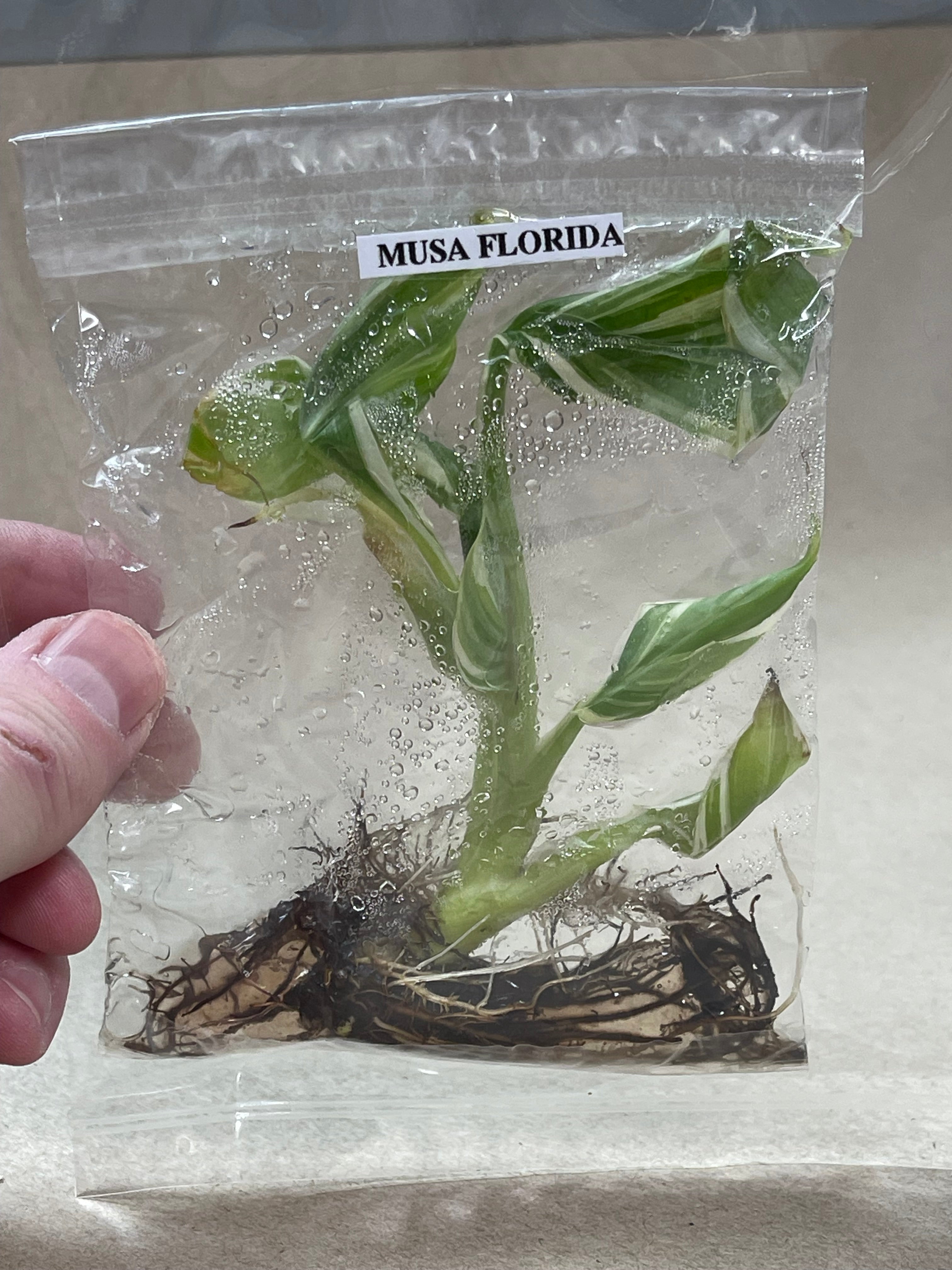 TC Musa Florida [Grower's Choice]