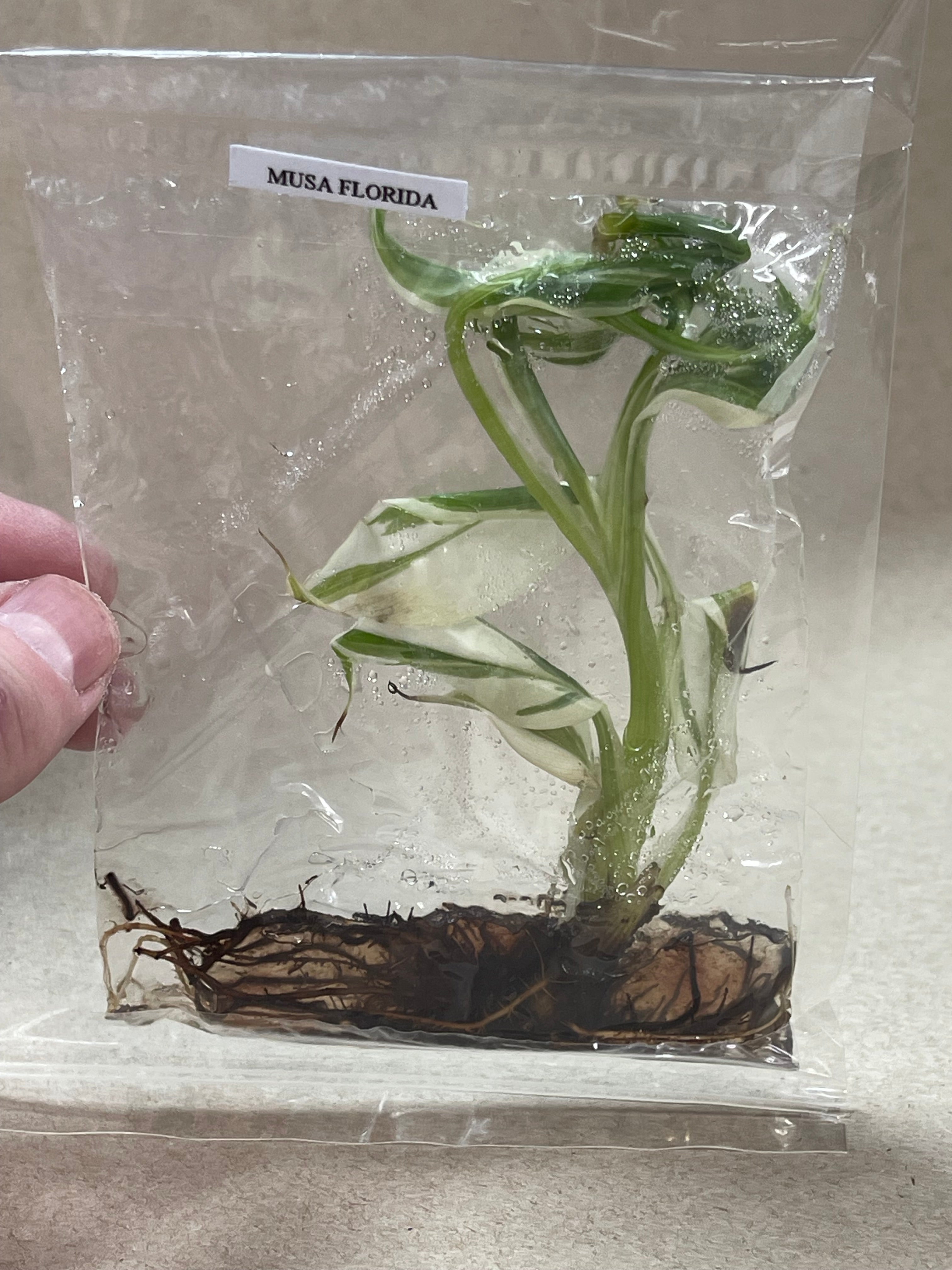 TC Musa Florida [Grower's Choice]