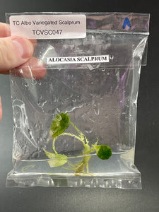 TC Albo Variegated Scalprum