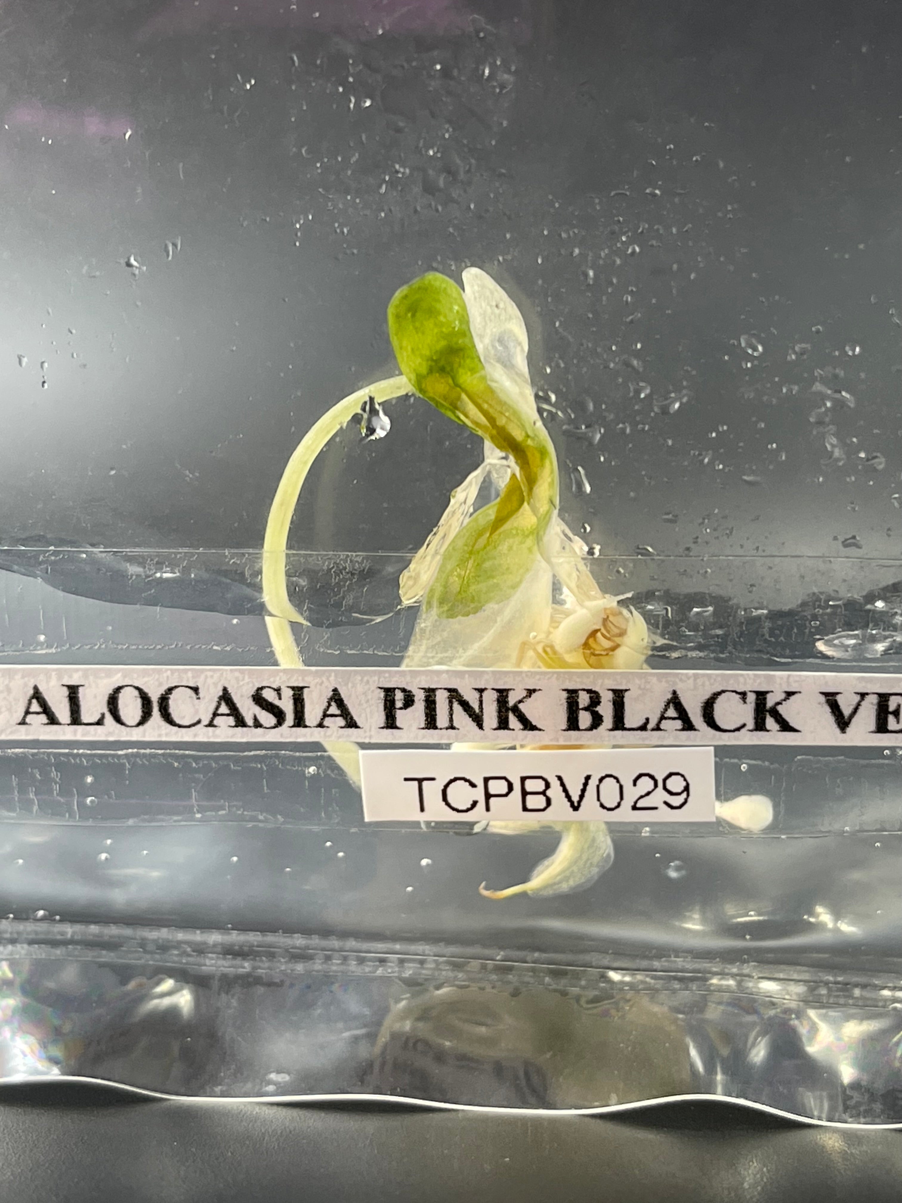 TC Pink Black Velvet 029