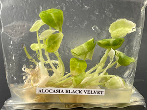 TC Variegated Black Velvet Ninja (5) [Grower's Choice]