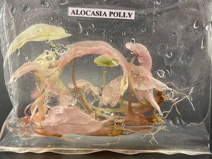 TC Amazonica Pink Polly Ghost (5) [Grower's Choice]