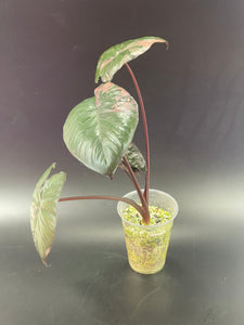 Variegated Serendipity