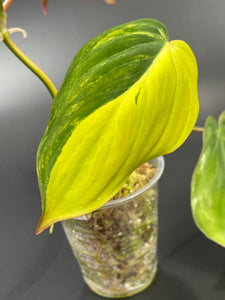 Aurea Variegated Micans