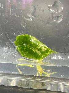 TC Albo Variegated Scalprum