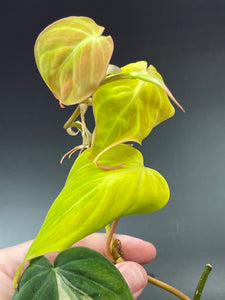 Aurea Variegated Micans