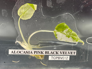 TC Pink Black Velvet 012