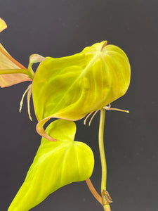 Aurea Variegated Micans