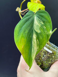Aurea Variegated Micans