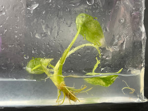 TC Albo Variegated Scalprum