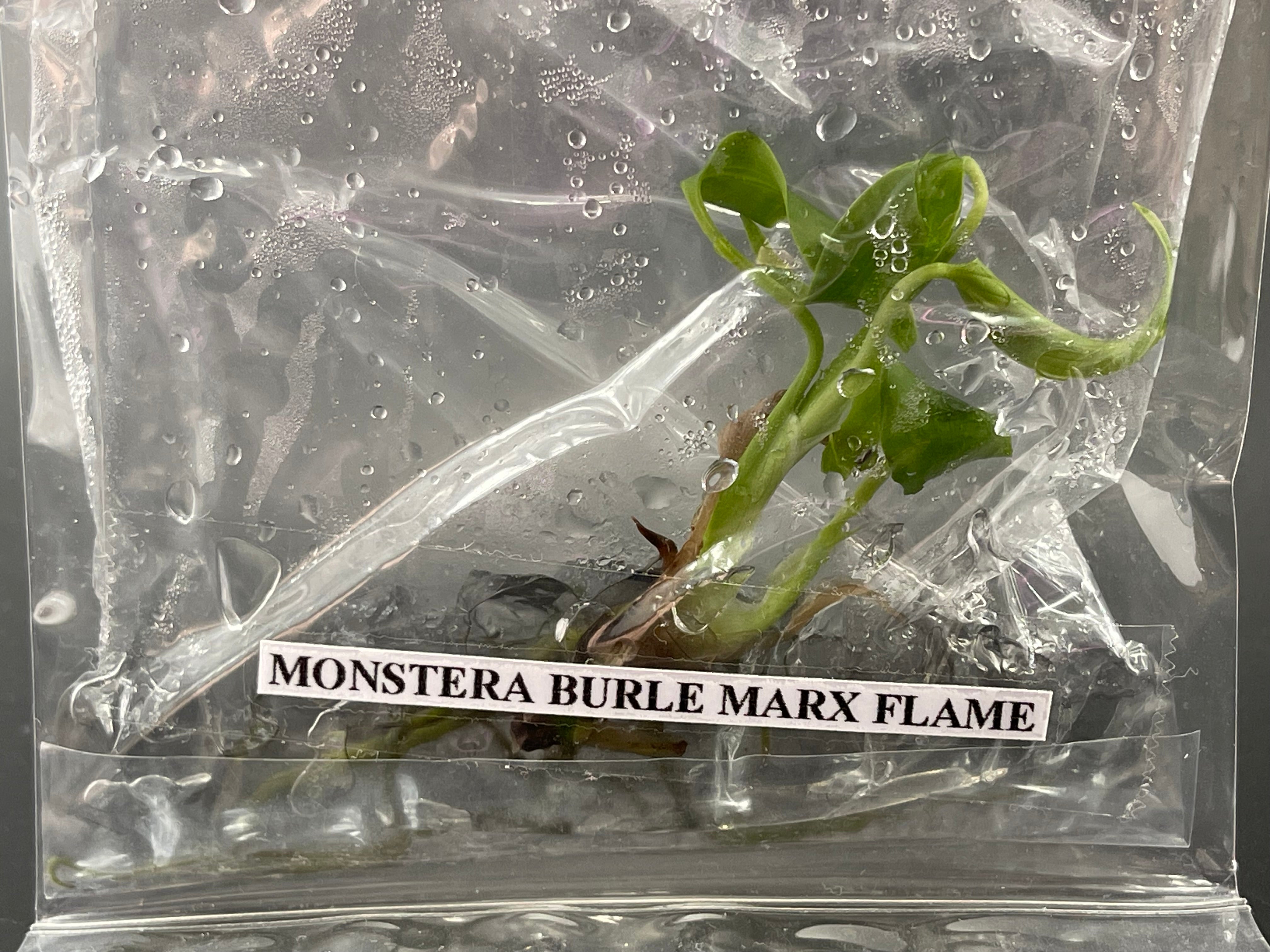 TC Burle Marx Flame [Grower's Choice]