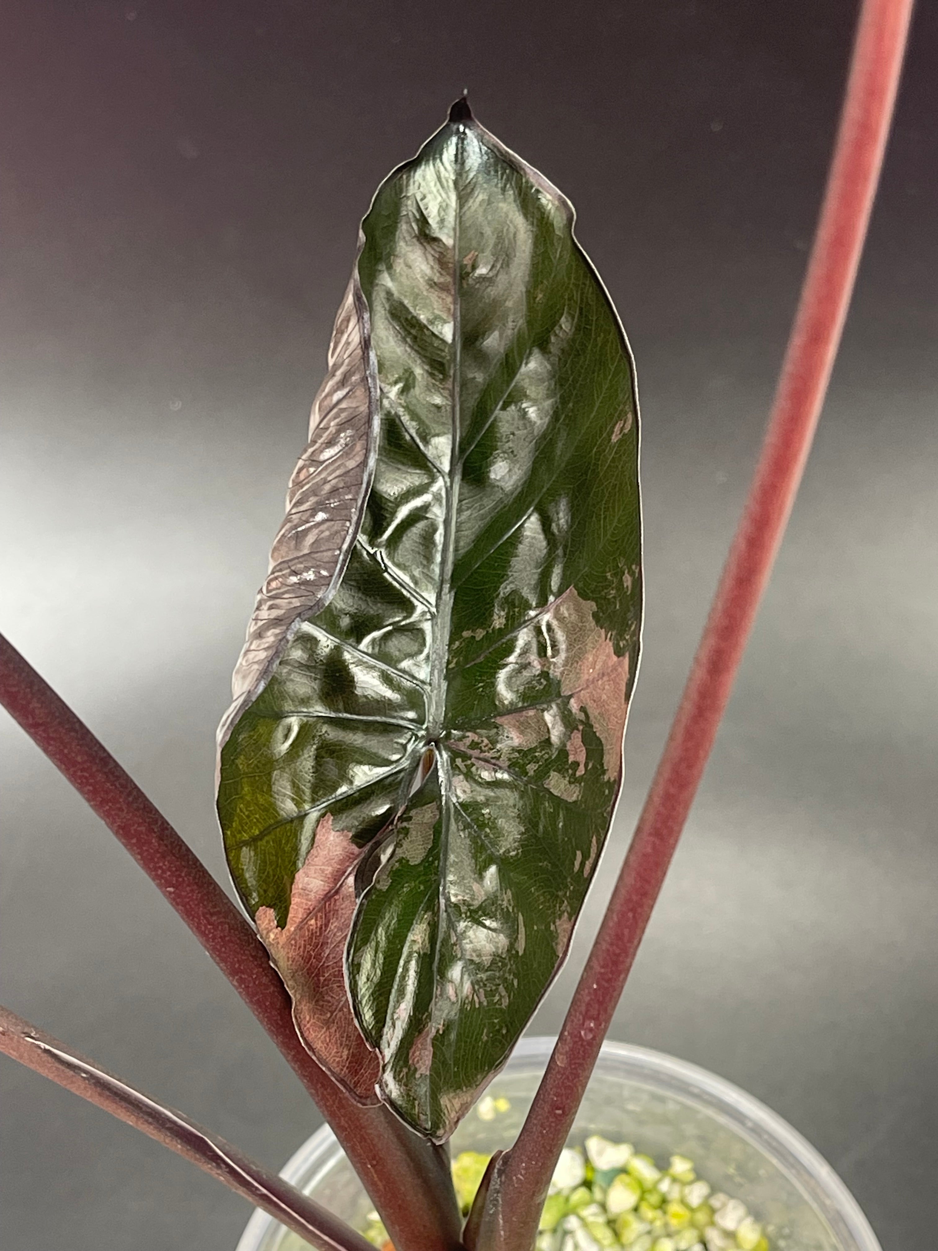 Variegated Serendipity